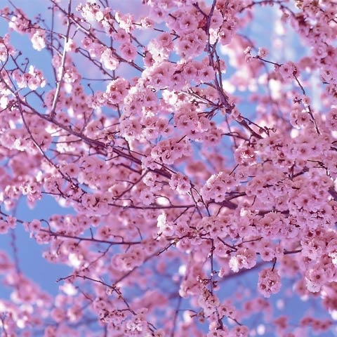Photo:  cherry blossoms 